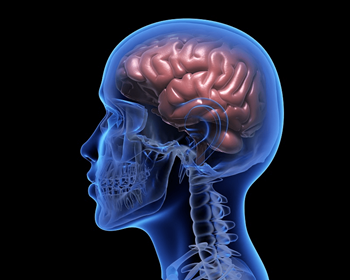 Imagen de un cerebro humano